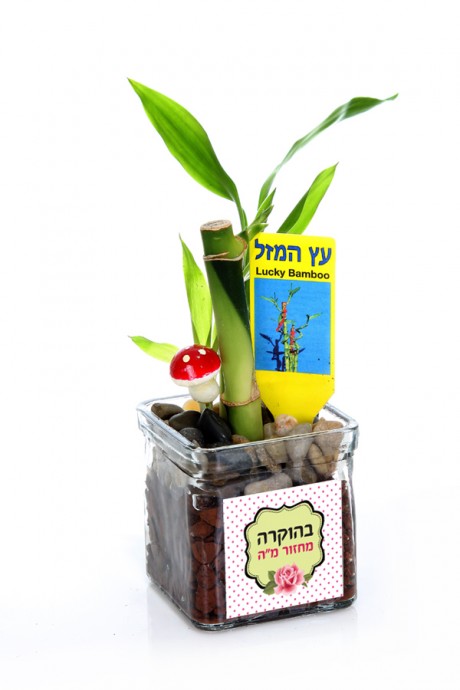 ״לאקי במבוק״ מסר של מזל